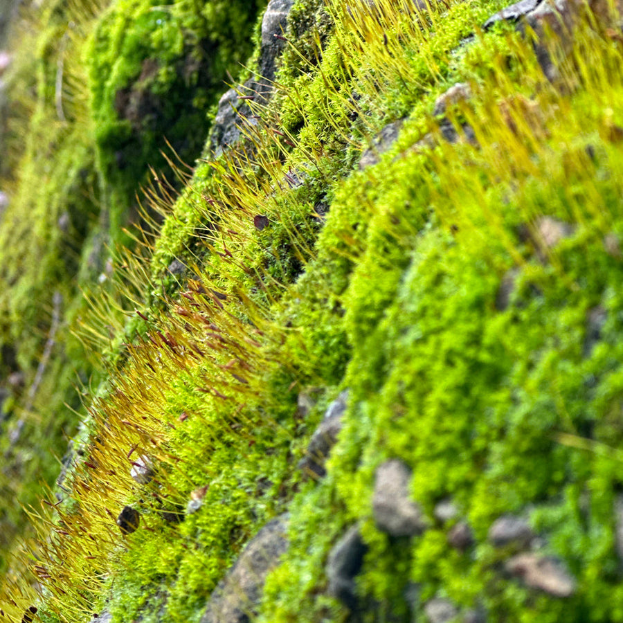 Close-up nature photography of real green moss growing on rocks with prominent spore stalks, serving as the visual inspiration behind the jewelry design.
